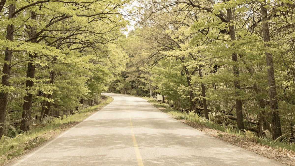 A quiet two-lane country road curving gently through dense Southern Appalachian hardwood forest in late spring, dappled sunlight on the asphalt, no vehicles visible.