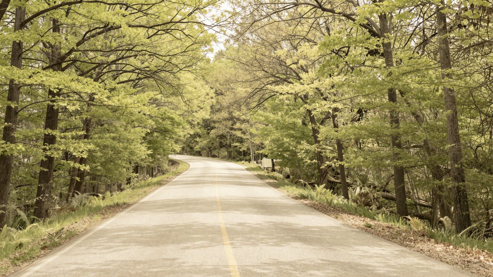 A quiet two-lane country road curving gently through dense Southern Appalachian hardwood forest in late spring, dappled sunlight on the asphalt, no vehicles visible.