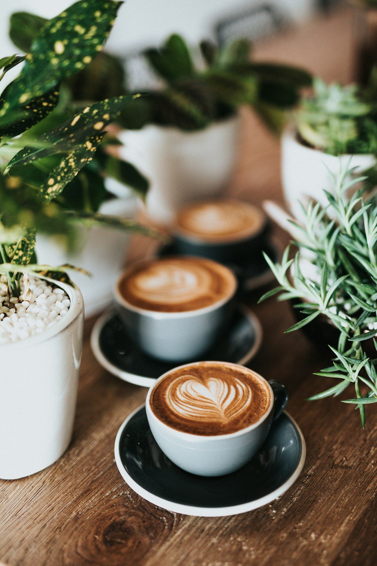 The warm wood-paneled interior of a small independent coffee bar with hanging plants, a polished espresso machine on a low counter, and afternoon light through tall windows.