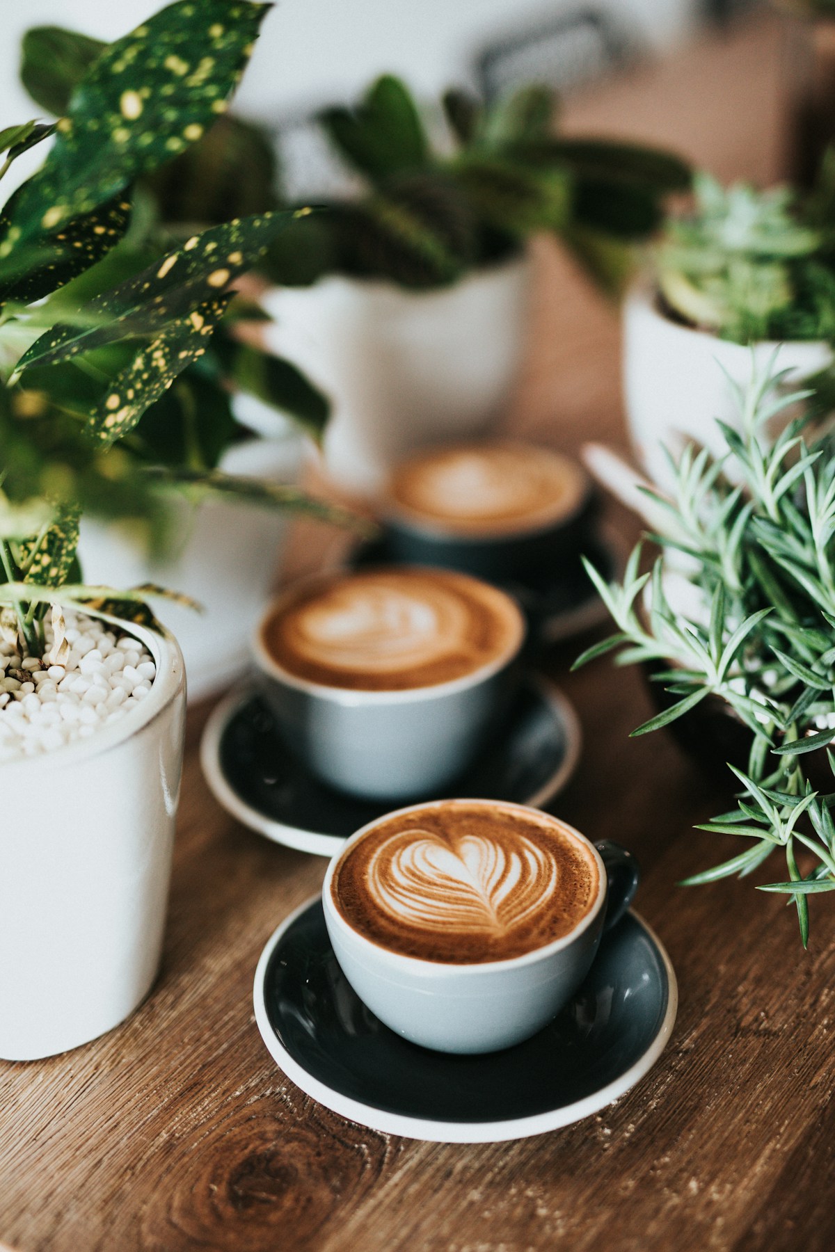 The warm wood-paneled interior of a small independent coffee bar with hanging plants, a polished espresso machine on a low counter, and afternoon light through tall windows.