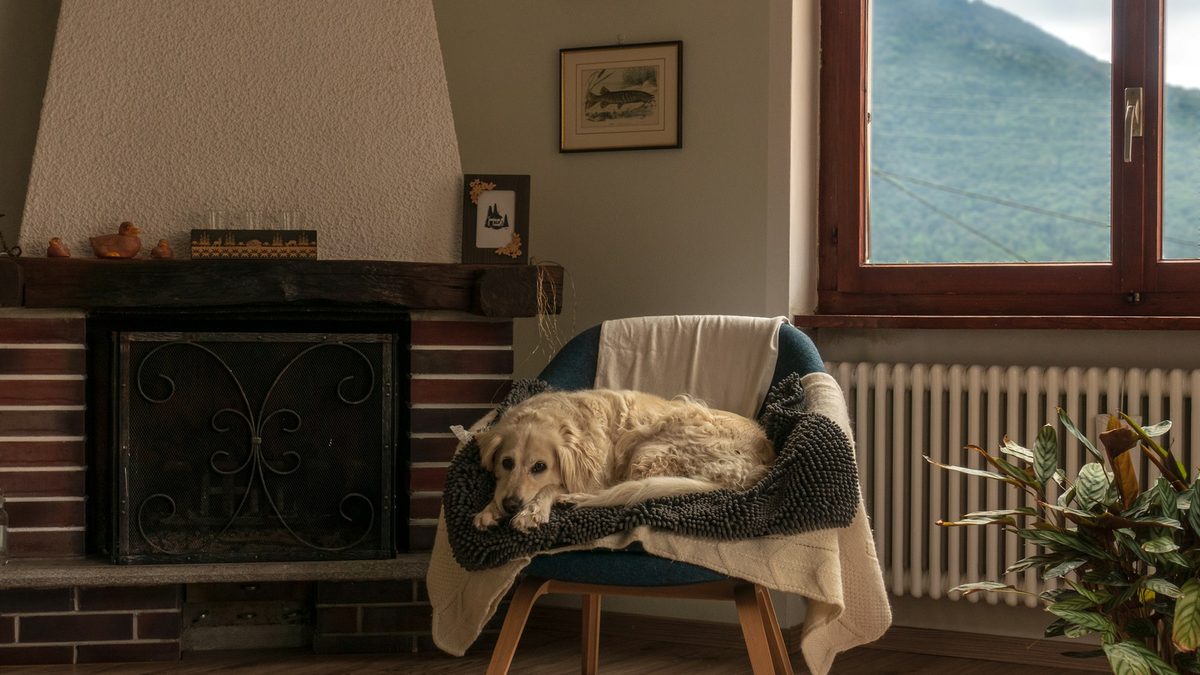 A cream-colored dog curled up on a blanket-draped armchair beside a brick fireplace in a tidy living room.