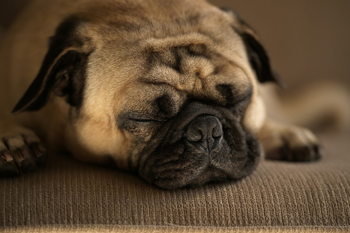 Close-up of a fawn pug sleeping with its chin resting on a beige sofa cushion.