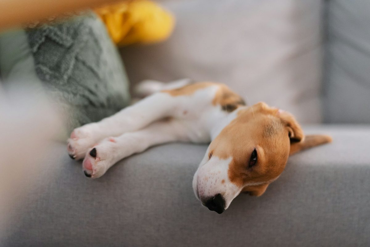 A beagle puppy asleep on a gray fabric sofa next to a knit throw pillow, in a bright living room.